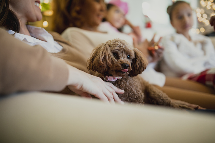 Toy poodle dog is relaxing with her family at christmas time. It is sitting on someones knee in the living room of their home.